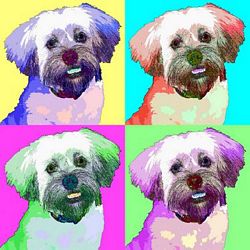 Limited Edition Lhasa Apso Print